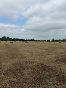 Top quality Hay