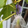 Fig Tree with Figs Image 10