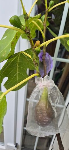 Fig Tree