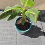 Red Abyssinian banana plant Image 3