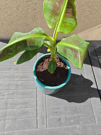 Red Abyssinian banana plant