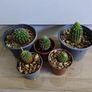 Houseplants Image 2