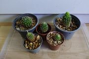 Houseplants