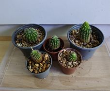 Houseplants