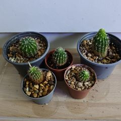 Houseplants