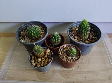 Houseplants