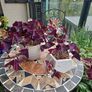Oxalis triangularis - indoor plant- house plant Image 3