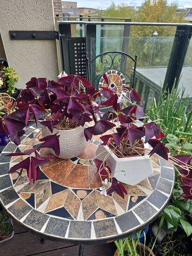 Oxalis triangularis - indoor plant- house plant