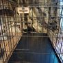 Large pet crate Image 3