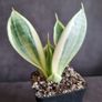 Sansevieria Image 2