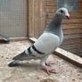 Show Racer Pigeons Image 3