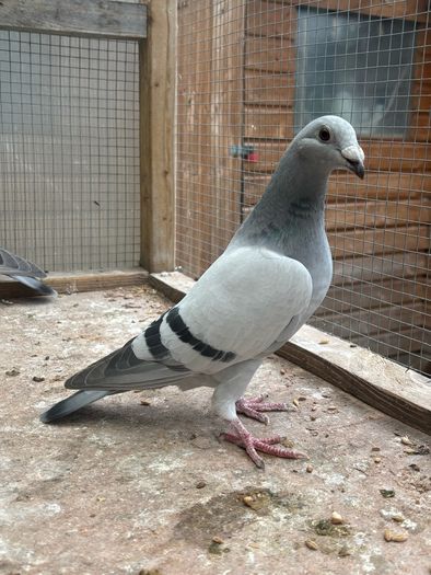 Show Racer Pigeons