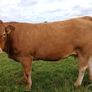 In calf Limousin heifers Image 7