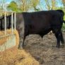 PBR Angus Bulls Image 3