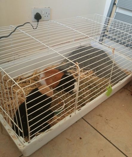 Guinea pig male