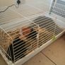 Guinea pig male Image 4