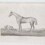 Hornsea Winner Of The Goodwood Cup 1836 Image 2