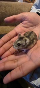hamster