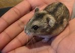 hamster
