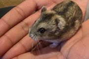 hamster
