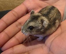 hamster