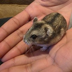 hamster