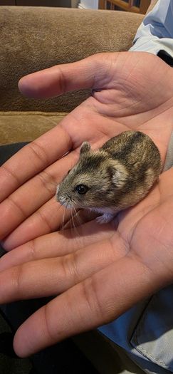 hamster