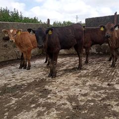 Heifer calfs