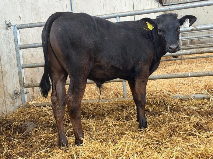10 Charolais and Limousin Weanlings