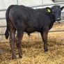 10 Continental Bull Weanlings Image 7