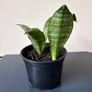 Snake plant Image 4