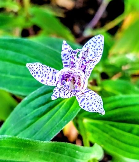Tricyrtis Japanese Toad Lily