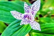Tricyrtis Japanese Toad Lily