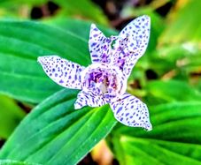 Tricyrtis Japanese Toad Lily