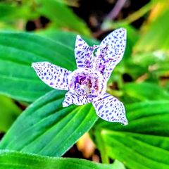 Tricyrtis Japanese Toad Lily