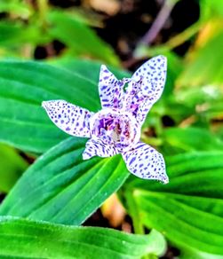 Tricyrtis Japanese Toad Lily