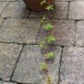 Cissus striata - fast growing evergreen climber Image 9