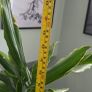 Dracaena Image 4