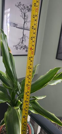 Dracaena