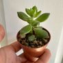Various House Plants and Cuttings Image 8