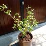 Rose Bush (Light Purple) Image 2