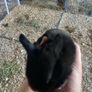 rabbit kits Image 2