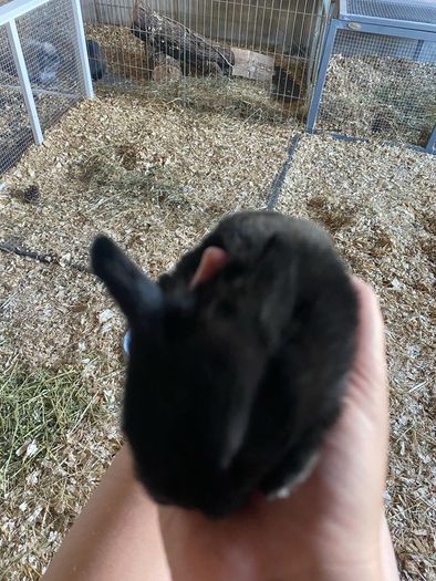 rabbit kits