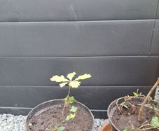 3 Trees