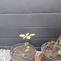 3 Trees