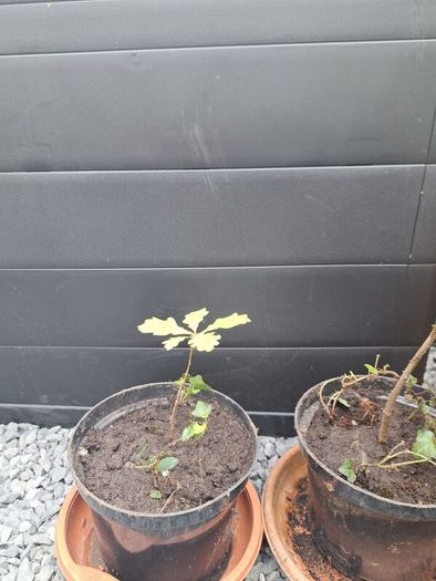 3 Trees