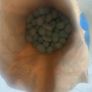 Seed potatoes British queens Image 2