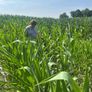 Whole crop  maize and beet Image 3