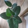 Large Rubber Plant Ficus elastica plant in the ceramic pot Image 6
