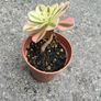 plant Image 3